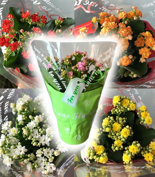 SİPARİŞ İÇİN WHATSAPP - 0543 813 2944 - SEYDİŞEHİR